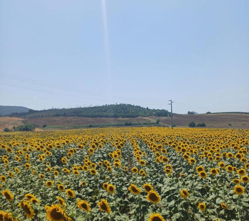Photo of Others in Manciano