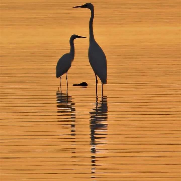 Photo of Others in Lesina
