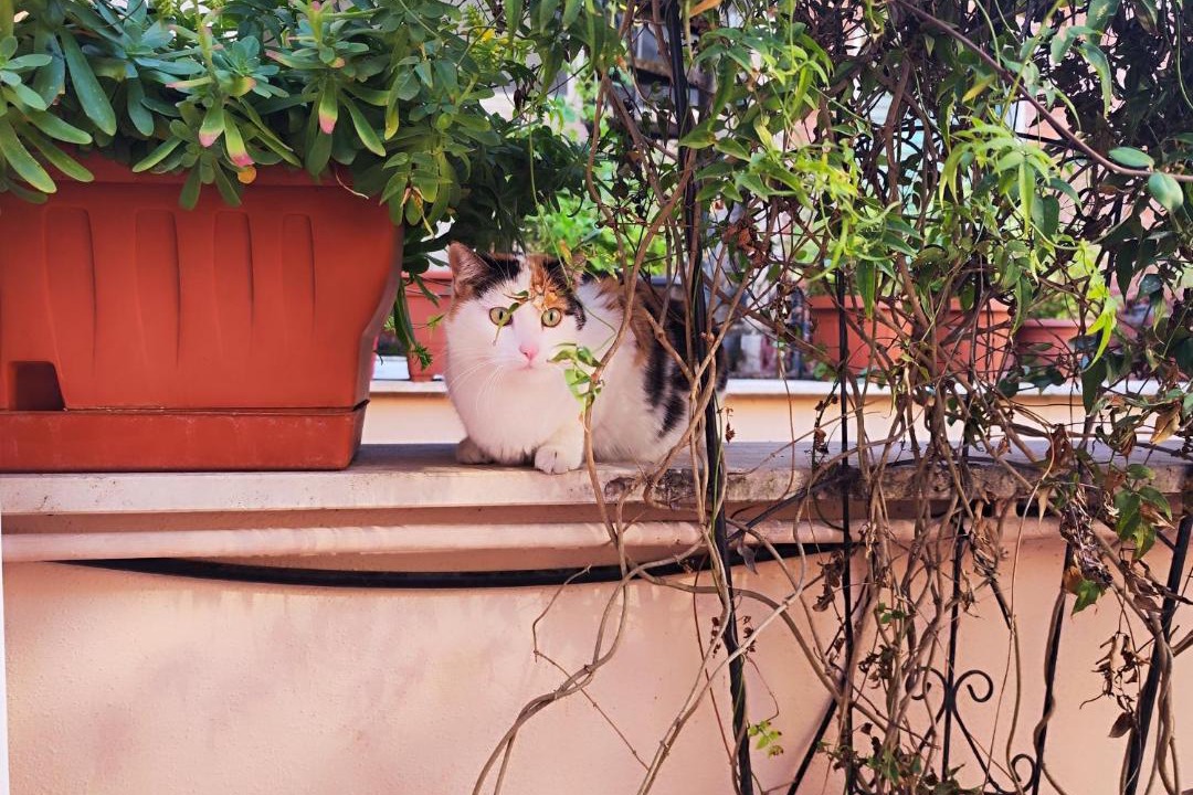 Photo of Others in Pigneto
