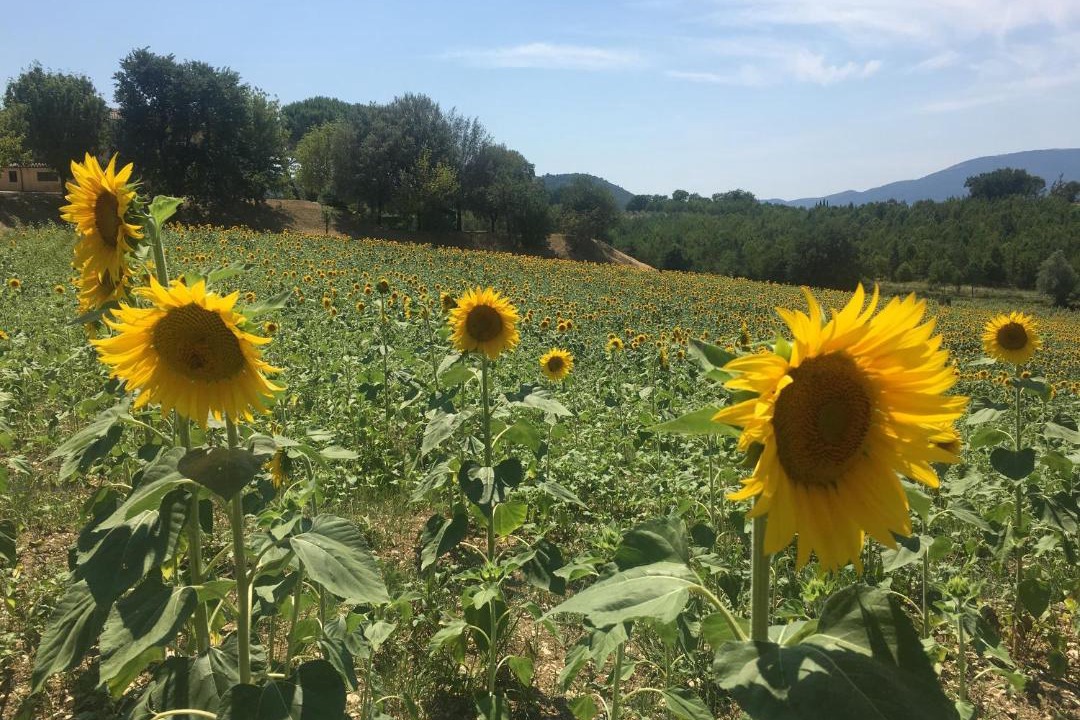 Photo of Others in Spoleto