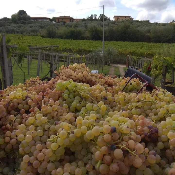 Photo of Others in Frascati