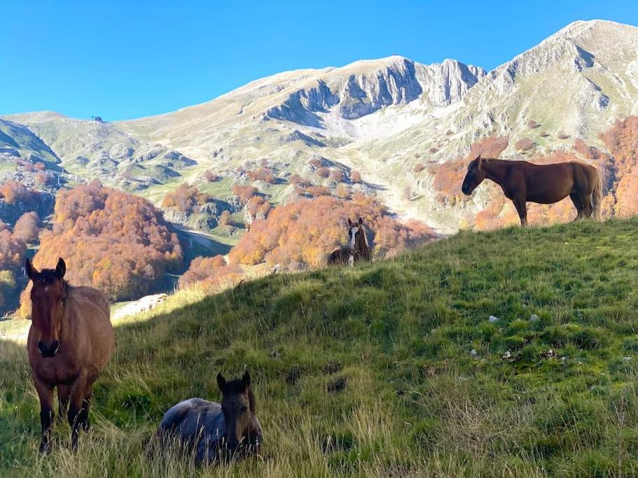 Photo of Others in Campitello Matese