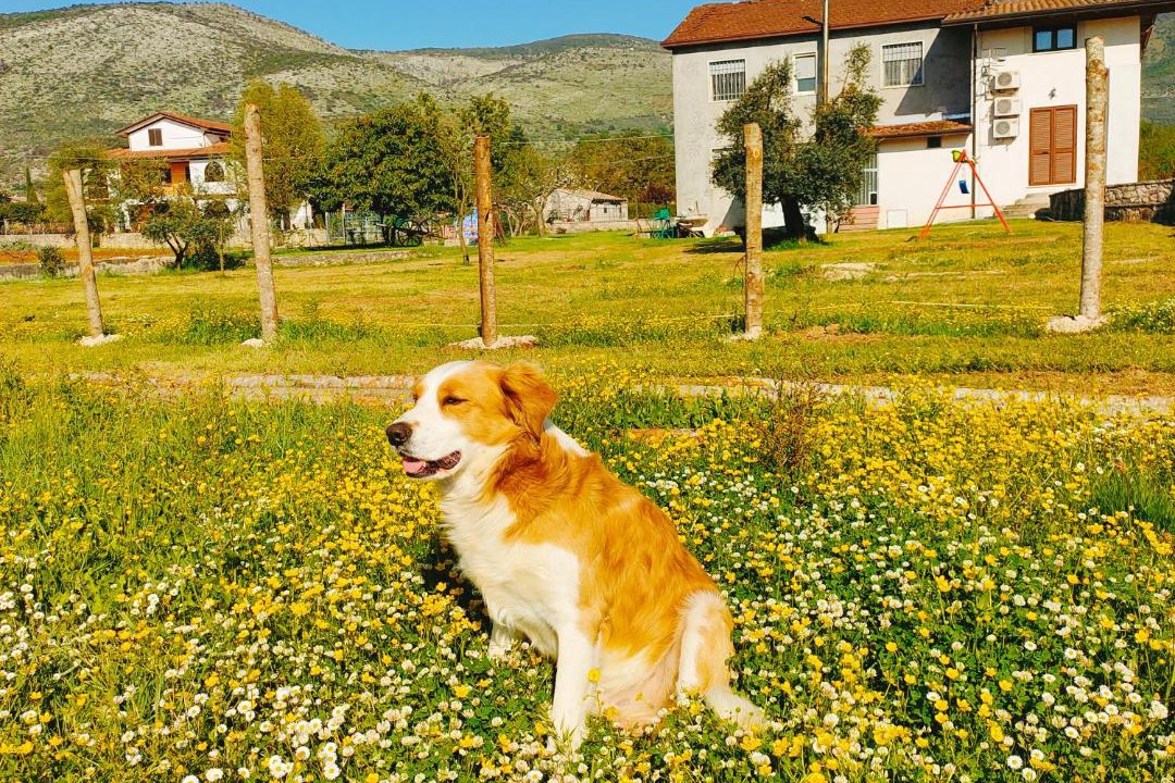 Photo of Others in Amaseno