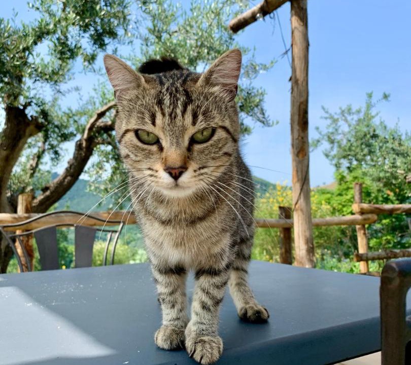 Photo of Others in Castelnuovo di Farfa
