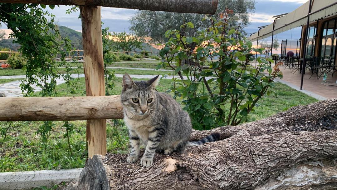 Photo of Others in Castelnuovo di Farfa