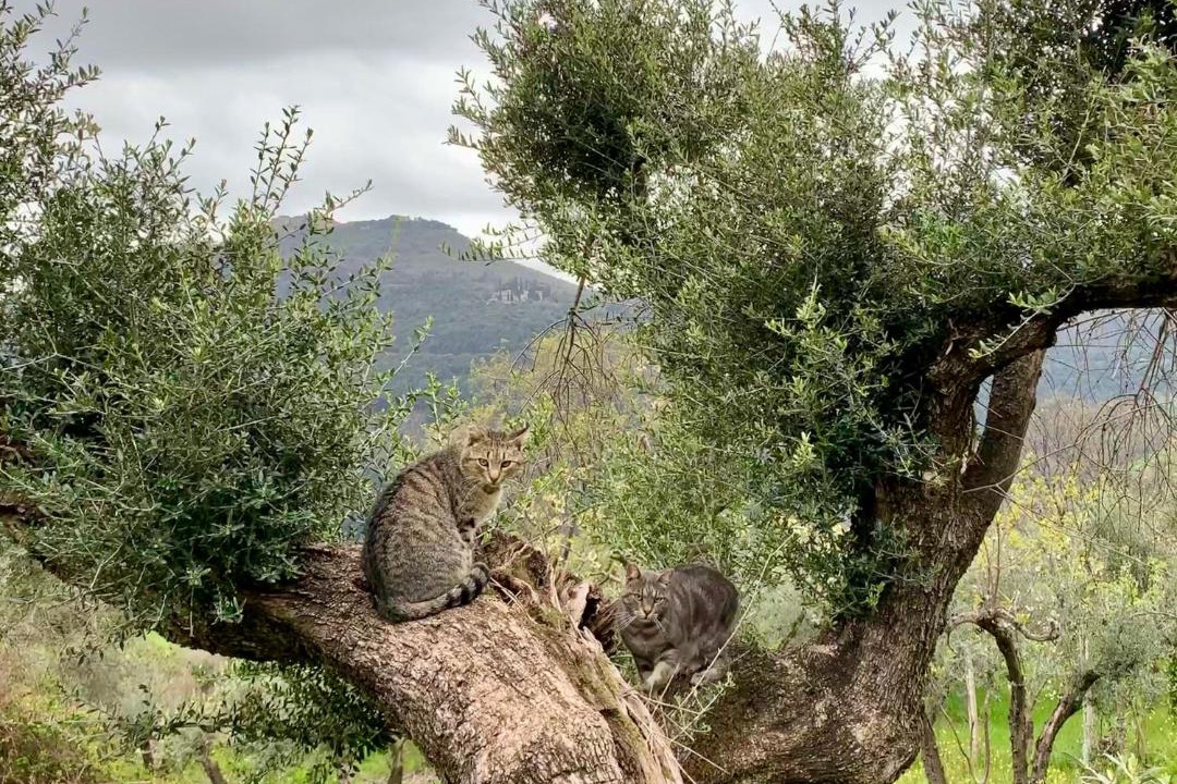 Photo of Others in Castelnuovo di Farfa