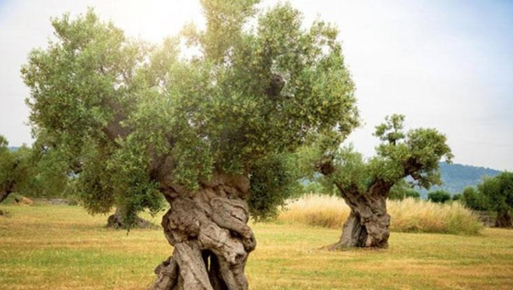 Photo of Others in Ostuni