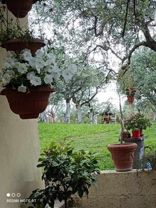 Photo of Others in Frascati