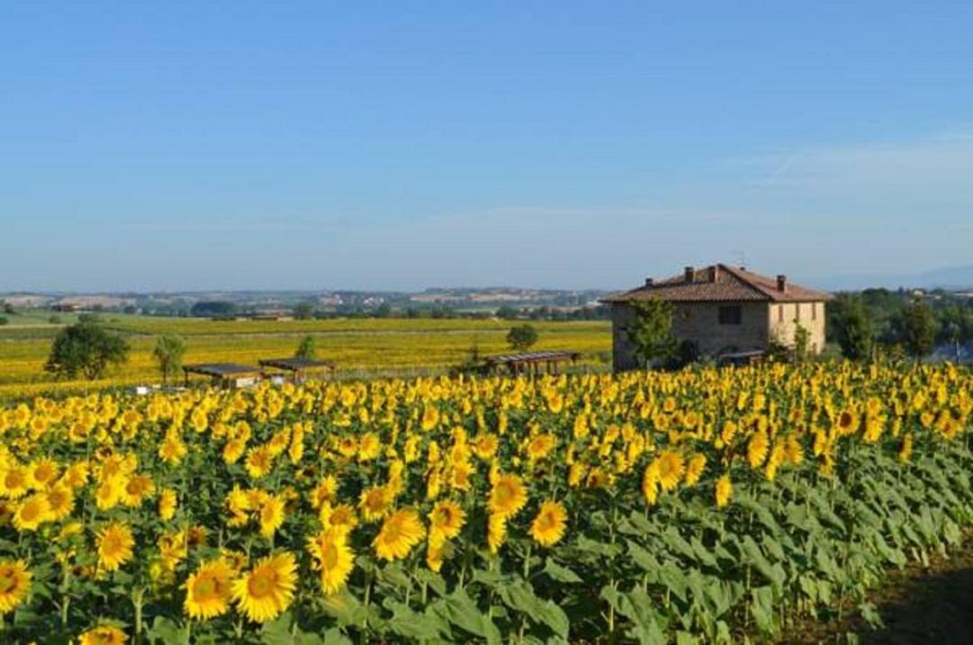 Photo of Others in Panicale