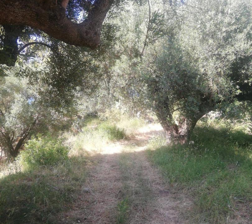 Photo of Others in Caprioli