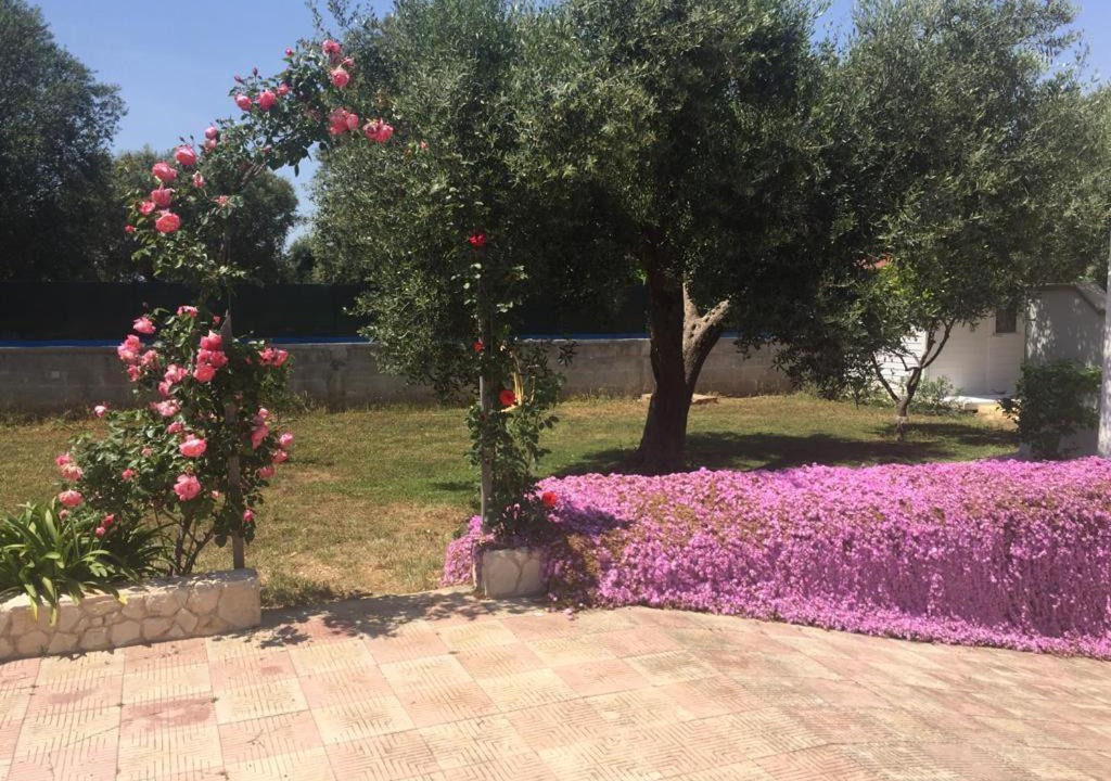Photo of Others in Torricella