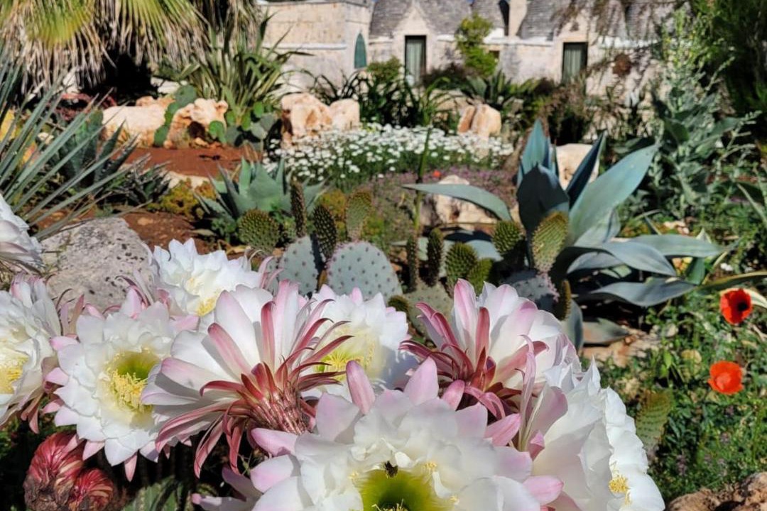 Photo of Others in Ostuni