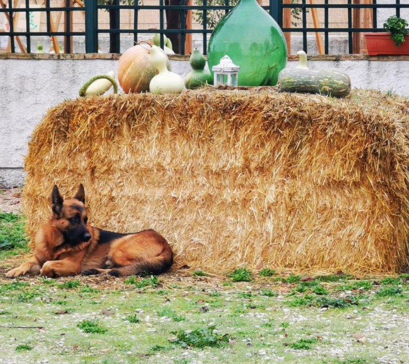 Photo of Others in Lucera