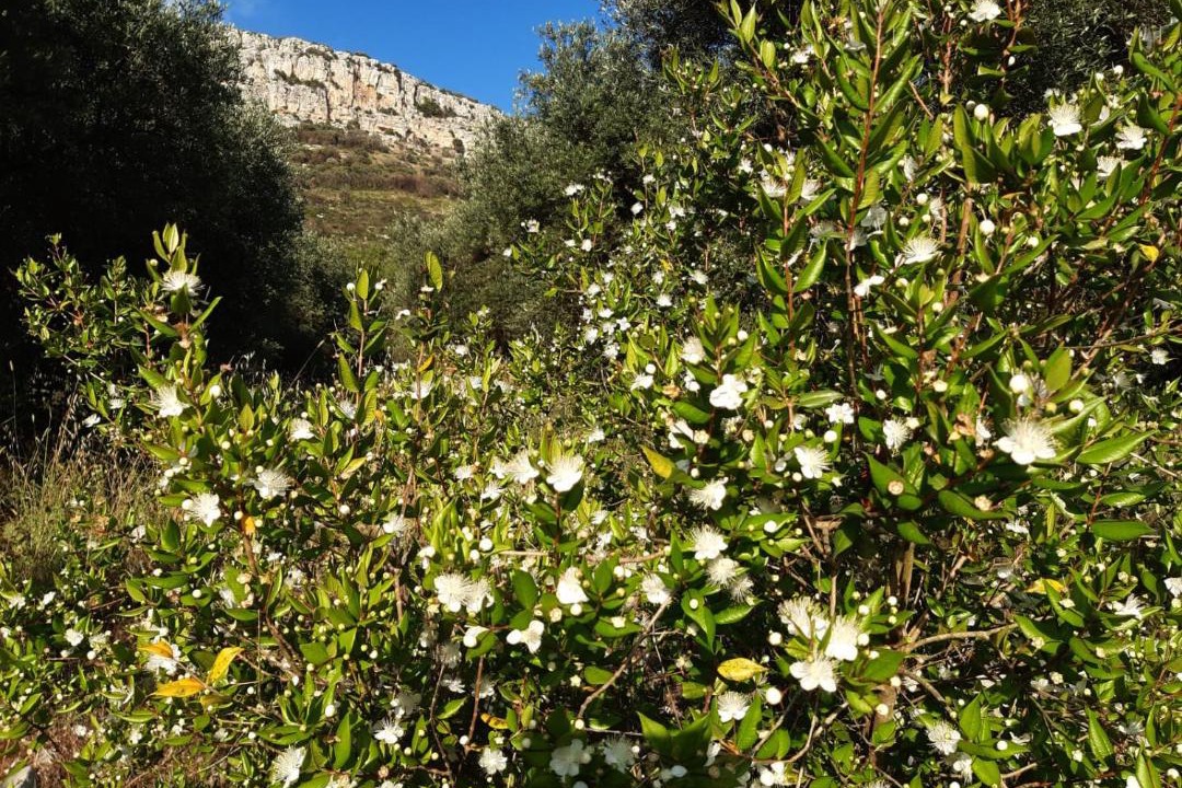 Photo of Others in Terracina