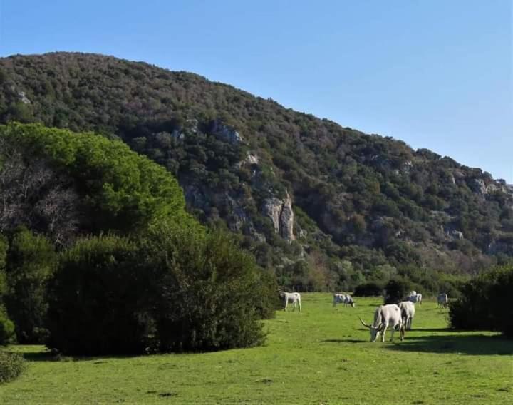 Photo of Others in Rispescia
