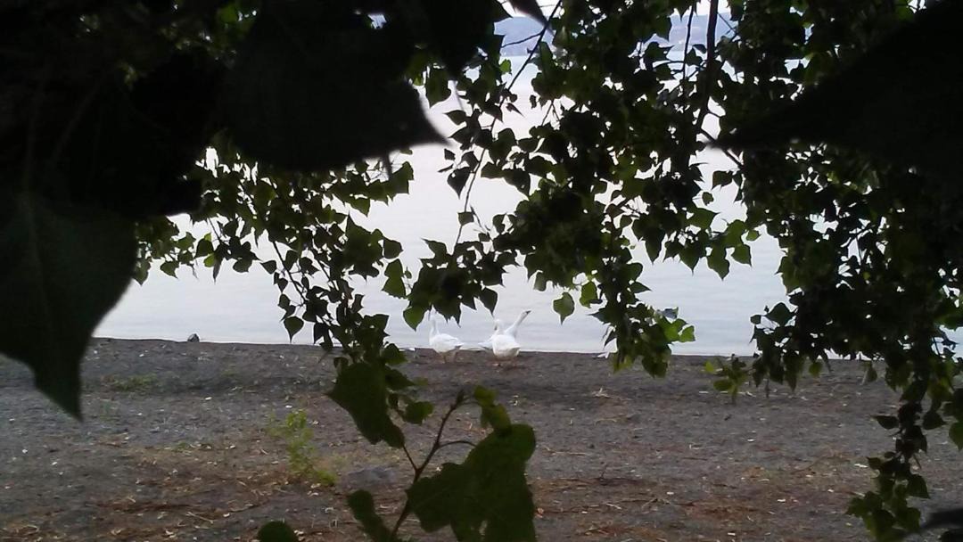 Photo of Others in Lake Bracciano