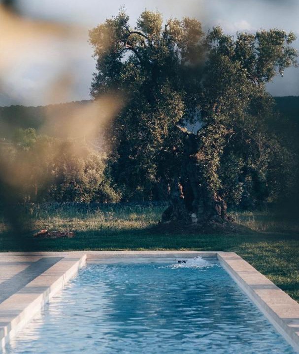Photo of Others in Fasano