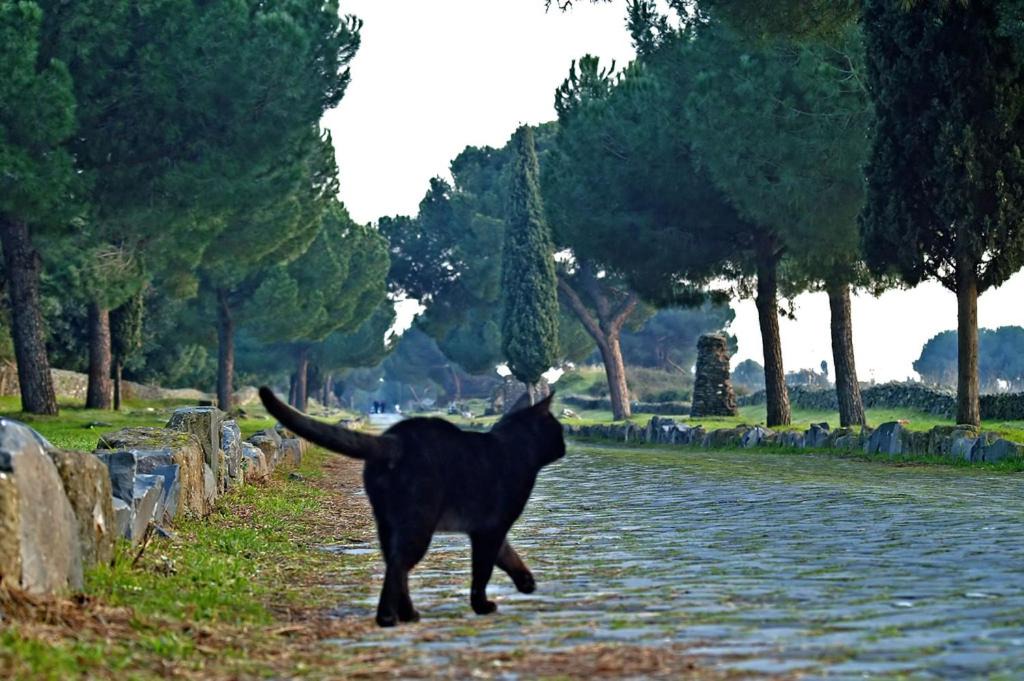 Photo of Others in Capannelle