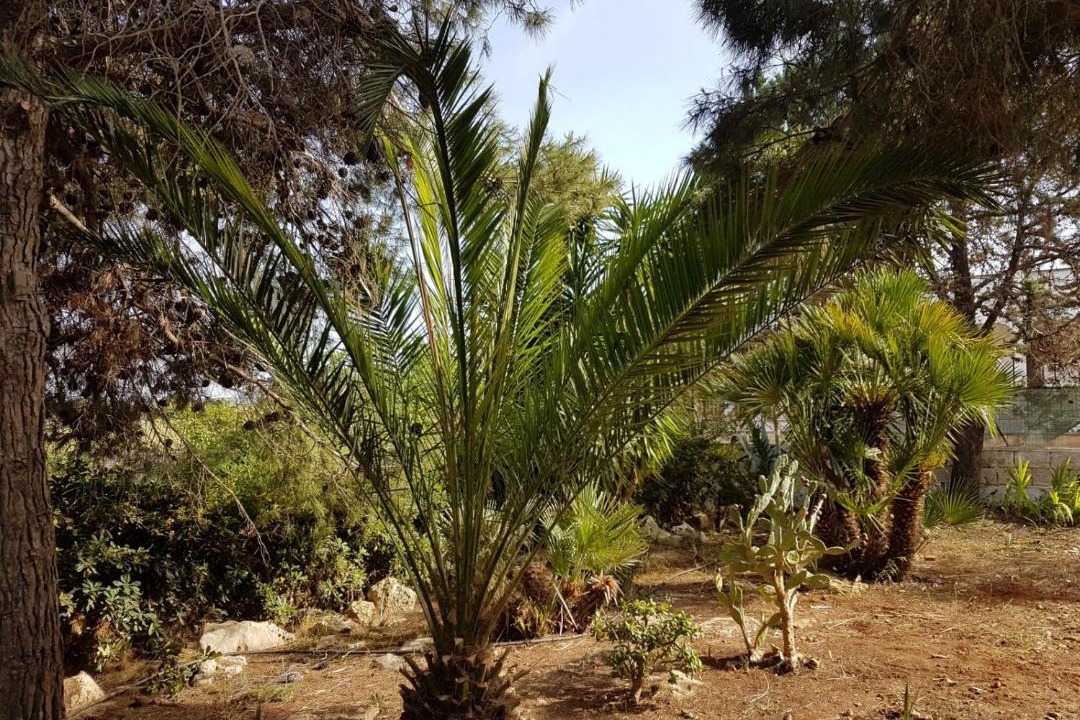 Photo of Others in Carovigno