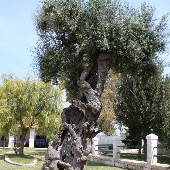 Photo of Others in Fasano