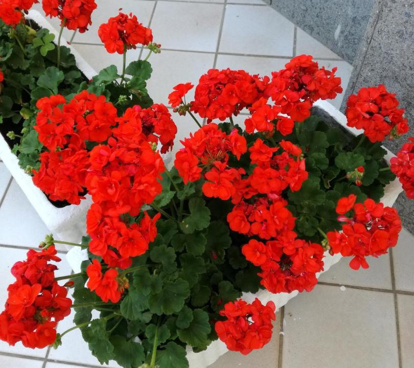 Photo of Patio Balcony in Fiuggi