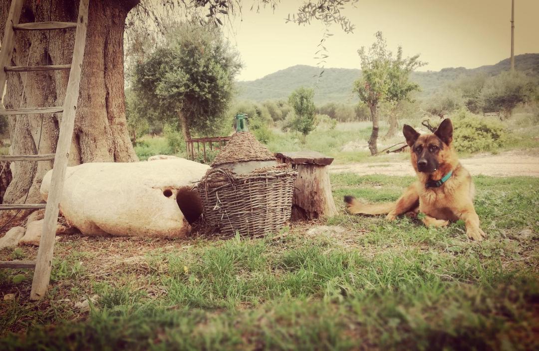 Photo of Others in San Nicandro Garganico