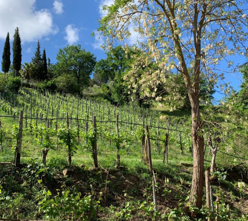 Photo of Others in Frascinelle