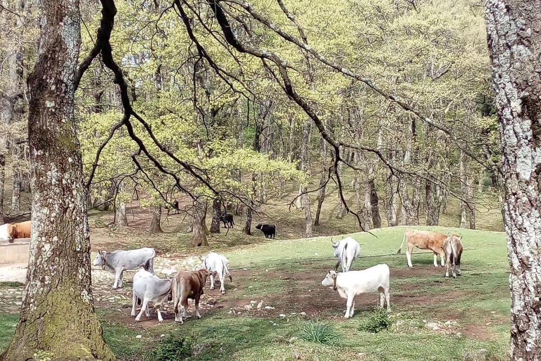 Photo of Others in San Nicandro Garganico