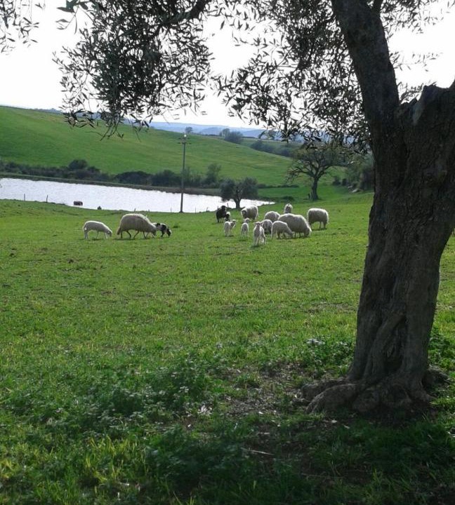 Photo of Others in Manciano
