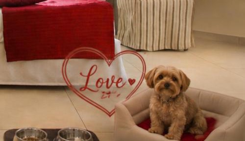 Classic Double or Twin Room Pet Friendly