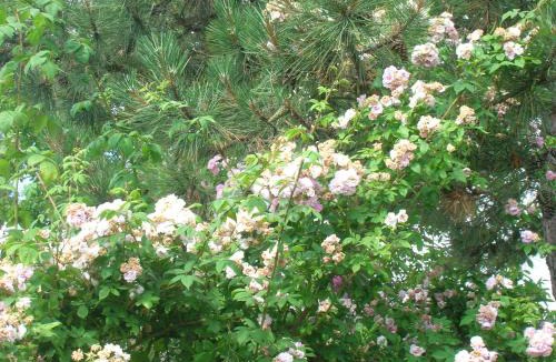 Pietrauta Bed & Breakfast | Villa Mustafà